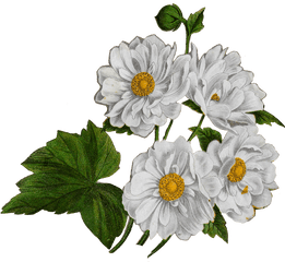 Flower Anemone Floral Clip Art - White Anemone Png