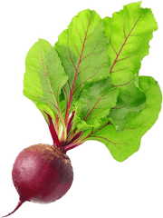 Beet Png 4 Image - Beetroot Png