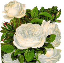 Royalty Clip Art Vector Logos Of Black - White Rose Art Vintage Png