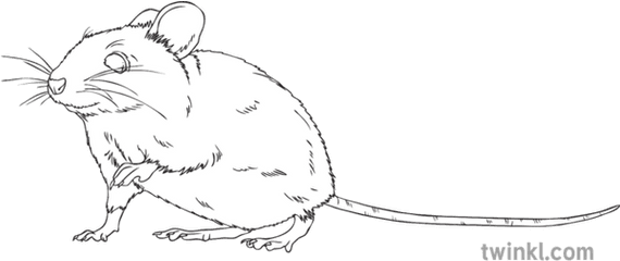 Mouse Animal Sneaking Rodent Squeak Ks2 Black And White Rgb - Kangaroo Rat Png