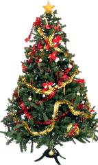 Png - High Resolution Christmas Tree Png