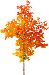 Fall Tree - Autumn Tree Transparent Background Png