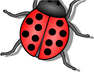 Download Flies Clipart Small Bug - Clipart Image Of Bug Png