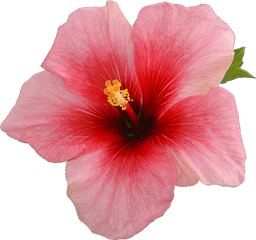 Png Transparent Sticker Overlay Tumblr - Single Hibiscus Flower On A Black Background