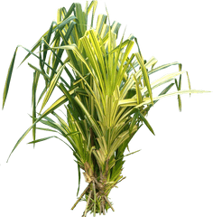 Tropical Plant Pictures Pandanus - Pandanus Png