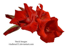 Gladiolus Free Download - Free PNG