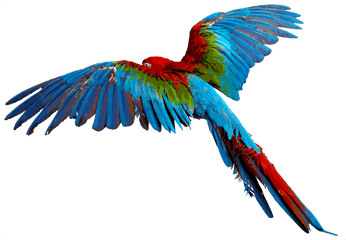 Flying - Flying Colourful Birds Png