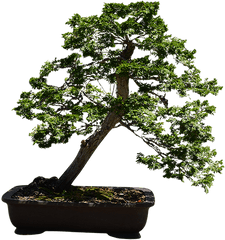 Download Hd A Very Small Bonsai Tree - Sageretia Theezans Png