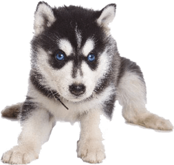 Husky Png Transparent Background Image