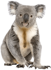 Cute Koala Animal Png Transparent Image - Koala Png