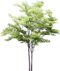 Download Hd Arbres - 3d Trees Png For Photoshop Transparent