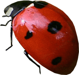 Lady Bug Png Free Download 2 - Ladybug With Transparent Background