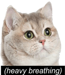 Cat Meme Png - Heavy Breathing Heavy Breathing Cat Cat Meme Heavy Breathing