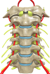 Cervical Spine Anterior View Png