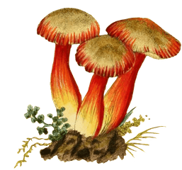 Download Three Mushroom Transparent - Portable Network Graphics Png