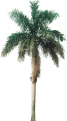 Plant Images With - Transparent Background Palm Tree Png