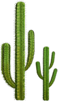 Cactus Png 5