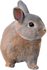 Transparent Animals - Domestic Rabbit Png