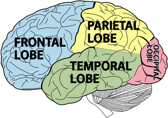 Adhd U0026 The Brain - Lobes Of Brain Png