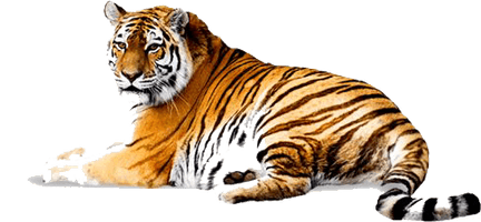 Tiger Picture - Free PNG