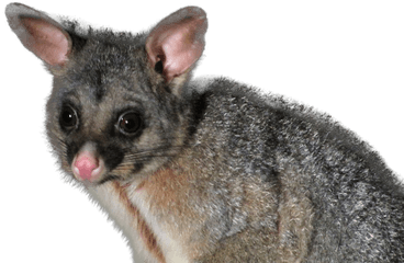 Toxins Target Specific Pests - Possum Australia Png