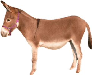 Free Png Donkey Images Transparent - Brown Donkey Png