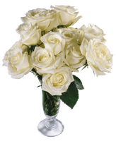 White Rose Png Image Flower White Rose Png Picture