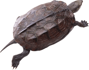 Turtle Png Pic - Png Turtle