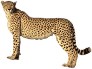 Free Transparent Png Images On Cheetah