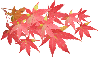 Leaves Maple Branch - Japanese Maple Leaves Png