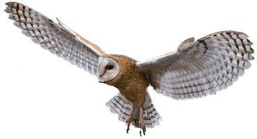 Owl Png Image