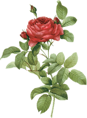 Png Botany Flower Rose Illustration - Red Rose Watercolor Png