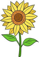 Download Clip Transparent Stock How To Draw A Sunflower Easy - Flowers And Drawing Easy Png