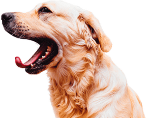 Open Mouth - Dog Open Mouth Png Transparent Png Original Love Pet Dent