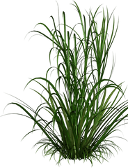 Grasses Grass Free Download Image - Grass Png