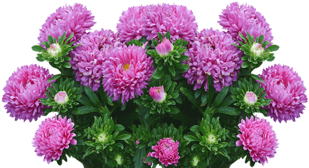 Asters Autumn Flowers Purple Fall - Happy Birthday Aster Png