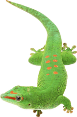 Lizard Png Transparent Images Free Download