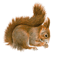 Squirrel Transparent - Free PNG