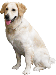 Animal Clip Art - Labrador Retriever Png