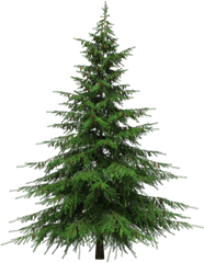 Download Christmas Tree Free Png Transparent Image And Clipart - Transparent Background Real Christmas Tree Png