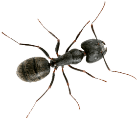 Ants Control - Little Black Ant Png