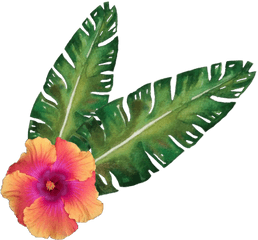 Hibiscus Flower Tropicalflower Sticker - Shoeblackplant Png