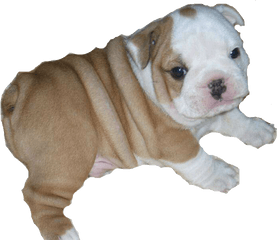 Download Bulldog Png - Bulldog Puppy Transparent Background