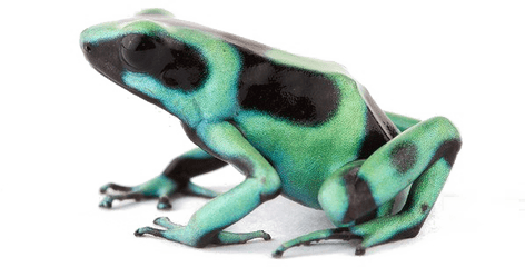 Poison Dart Frog Transparent Background - Poison Dart Frog Png