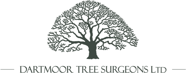 Dartmoor Tree Surgeons Ltd - Colegio San Angel De Puebla Png