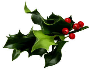 Holly And Ivy Png - Transparent Background Mistletoe Png