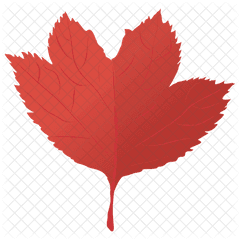 Red Maple Icon Of Flat Style - Red Maple Png