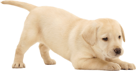 Labrador Retriever Puppy Png Image - Labrador Puppies White Background