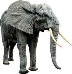 Cute Wild Animal Png Transparent Wi 915208 - Png Creative Writing About Elephant