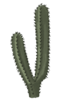 Vector Photos Plant Prickly Cactus - Free PNG